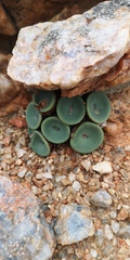 Conophytum crateriforme
