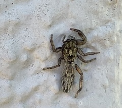 Holoplatys semiplanata