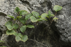 Rhamnus microcarpa