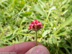 Trifolium africanum