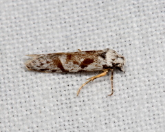 Oxythecta hieroglyphica