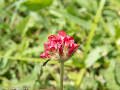 Trifolium africanum
