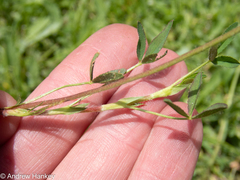 Trifolium africanum