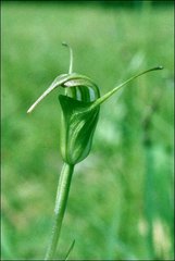 Pterostylis atrans