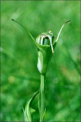 Pterostylis atrans