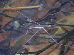 Aquarius elongatus