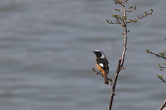 Phoenicurus auroreus