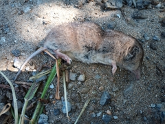 Myosorex varius