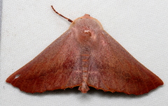 Monoctenia smerintharia