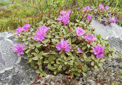 Rhododendron parvifolium
