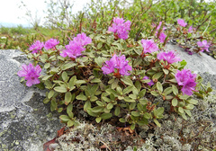 Rhododendron parvifolium