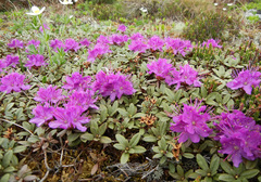 Rhododendron parvifolium