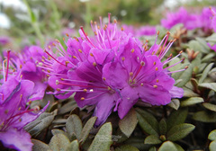 Rhododendron parvifolium