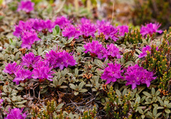 Rhododendron parvifolium