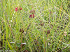 Trifolium africanum