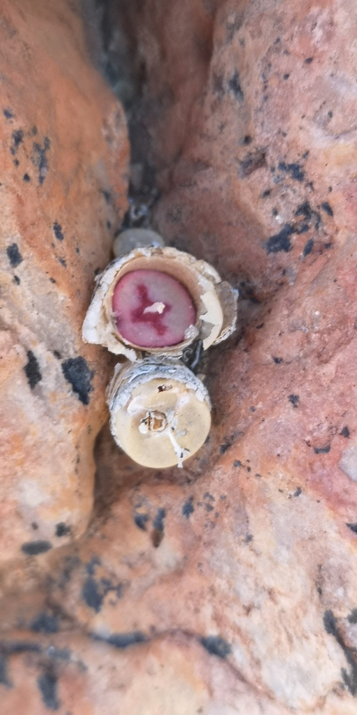 Conophytum chrisocruxum