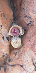 Conophytum chrisocruxum
