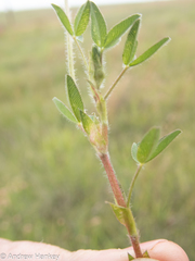 Trifolium africanum
