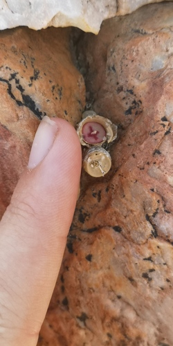 Conophytum chrisocruxum