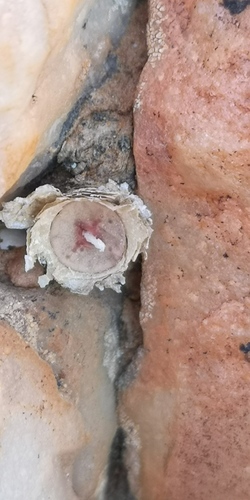 Conophytum chrisocruxum