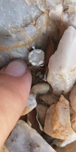 Conophytum chrisocruxum