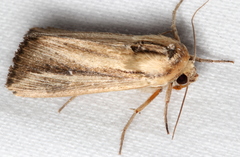 Leucania stenographa