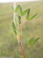 Trifolium africanum