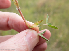 Trifolium africanum