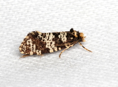 Ardiosteres moretonella