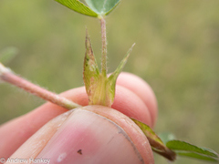 Trifolium africanum