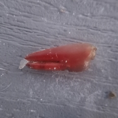 Pacifastacus leniusculus