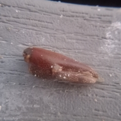 Pacifastacus leniusculus