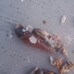 Pacifastacus leniusculus