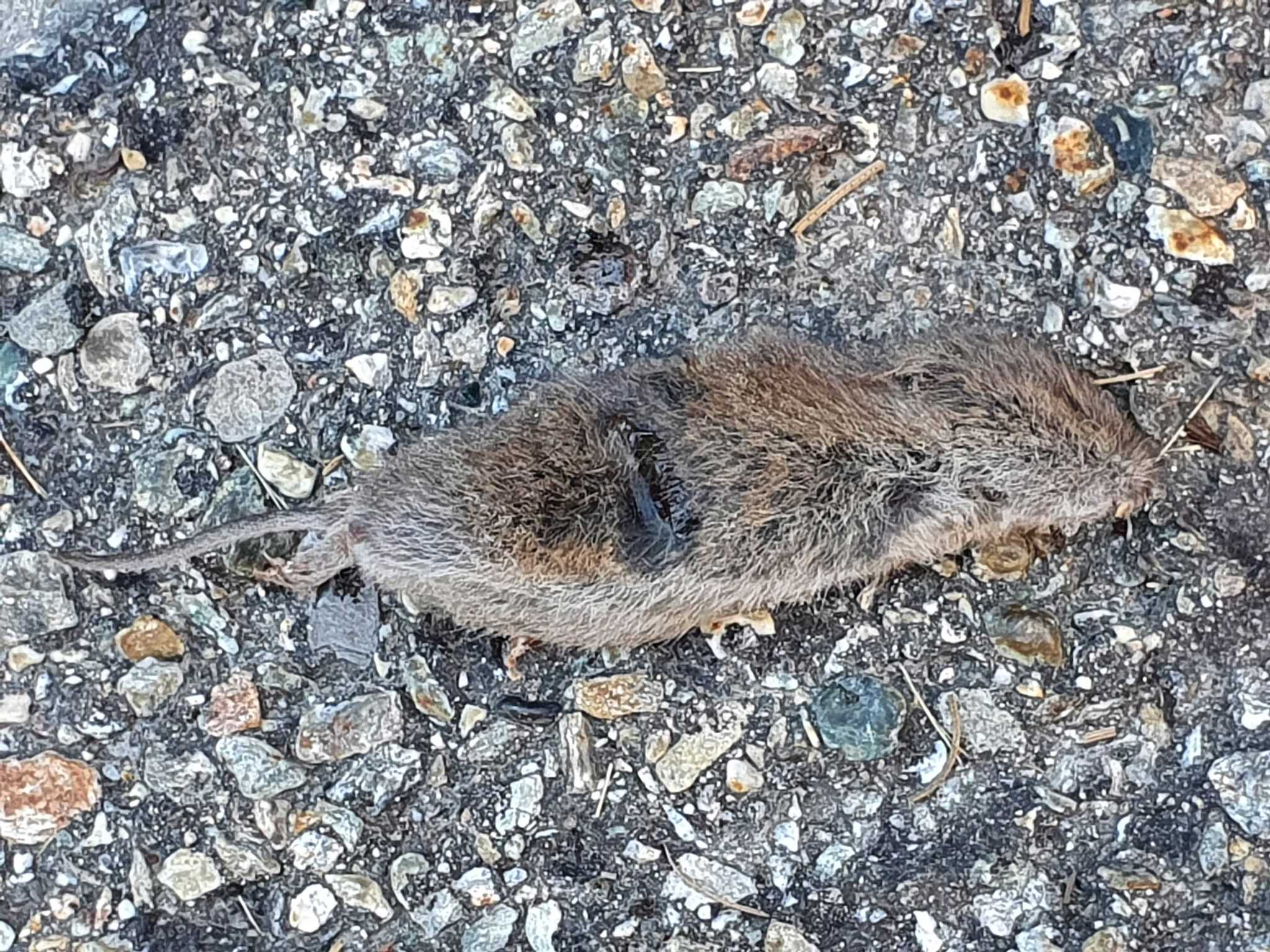 Alpine Pine Vole photo 3