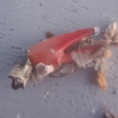 Pacifastacus leniusculus