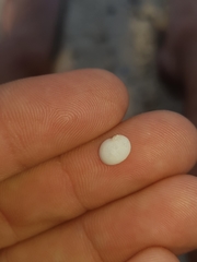 Vanikoro sigaretiformis