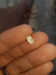 Vanikoro sigaretiformis