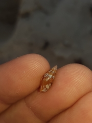 Mitrella lincolnensis