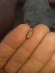 Mitrella lincolnensis