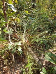 Heteropogon