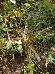Heteropogon