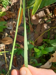 Heteropogon