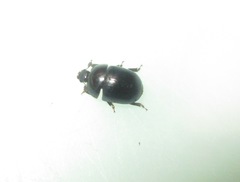 Cyllodes ater