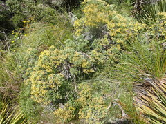 Brachyglottis cassinioides