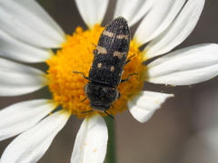 Acmaeoderella flavofasciata