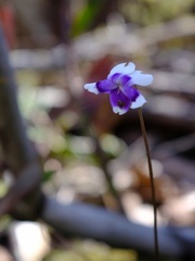 Viola eminens