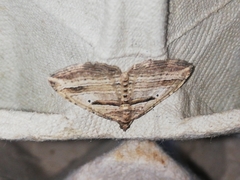 Costaconvexa polygrammata