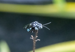 Thyreus novaehollandiae