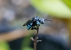 Thyreus novaehollandiae