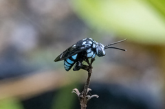 Thyreus novaehollandiae